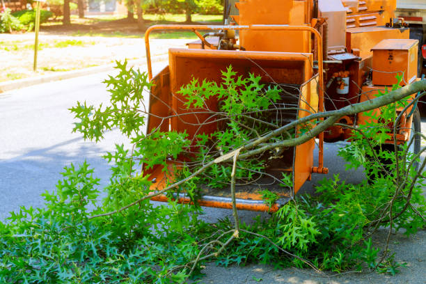 The Steps Involved in Our Tree Care Process in Wellford, SC